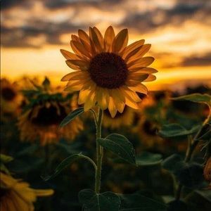 Meet your Posher Evie